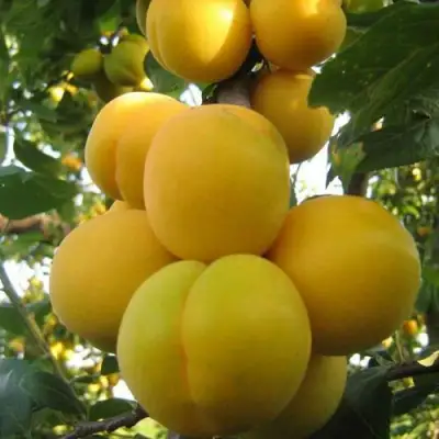 Слива ЛОДВА в Дзержинске