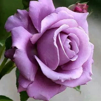 Роза МАЙЗЕР чайно-гибридная в Дзержинске