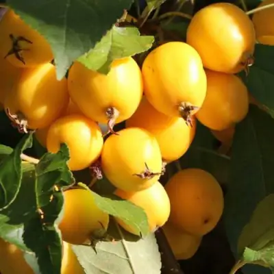 Яблоня ГОЛДЕН ХОРНЕТ декоративная в Дзержинске