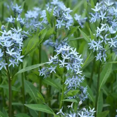 Амсония иволистная в Дзержинске