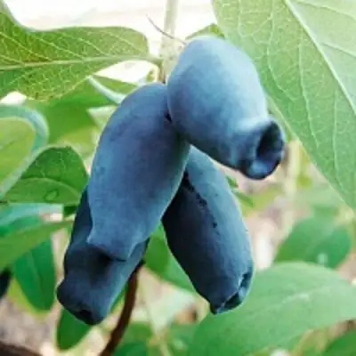 Жимолость съедобная АМФОРА в Дзержинске