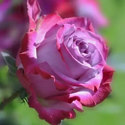 Роза ДИП ВОТЕР чайно-гибридная в Дзержинске