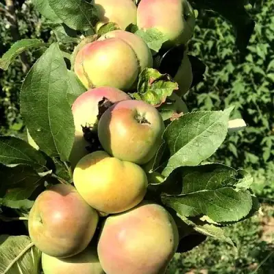 Яблоня ПРИОКСКОЕ колонновидная в Дзержинске