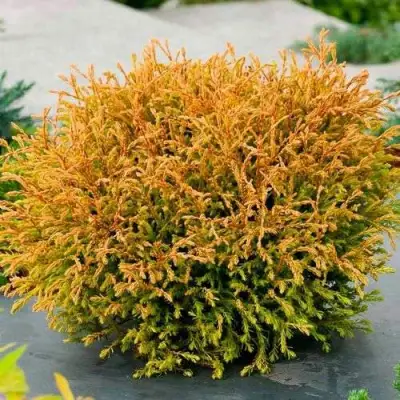 Туя ГОЛДЕН ТАФФЕТ западная в Дзержинске