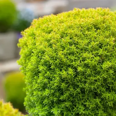 Туя АННИЕК западная в Дзержинске