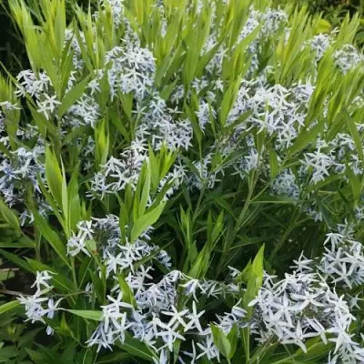 Амсония иволистная в Дзержинске