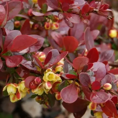 Барбарис КАРМЕН тунберга в Дзержинске