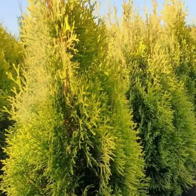 Туя ГОЛДЕН СМАРАГД западная в Дзержинске