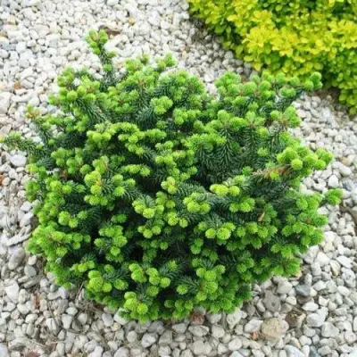 Пихта НАНА бальзамическая в Дзержинске