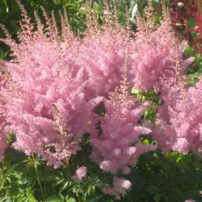 Астильба ЭДЕНС ОДИССЕЙ Арендса в Дзержинске