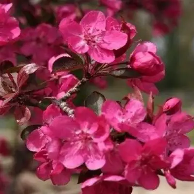 Яблоня РЕД КЕТТИ в Дзержинске