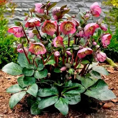 Морозник ВОСТОЧНЫЙ в Дзержинске