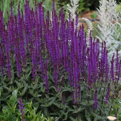 Шалфей КАРАДОНА в Дзержинске