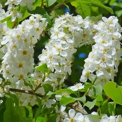Черемуха ЧАЙКА в Дзержинске