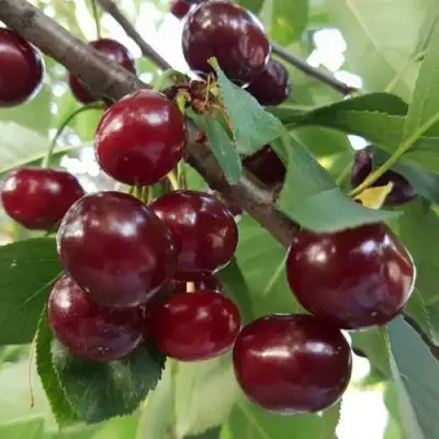 Дюк СЛАВЯНКА в Дзержинске