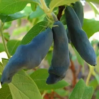 Жимолость съедобная НИМФА (ГАММА) в Дзержинске