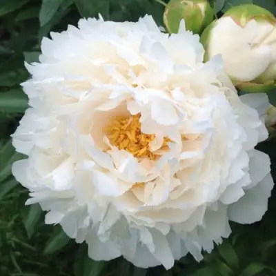 саженцы пиона