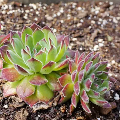 Молодило РУССКОЕ в Дзержинске