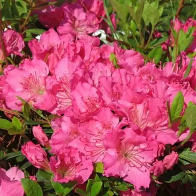 Азалия КИРСТИН японская в Дзержинске