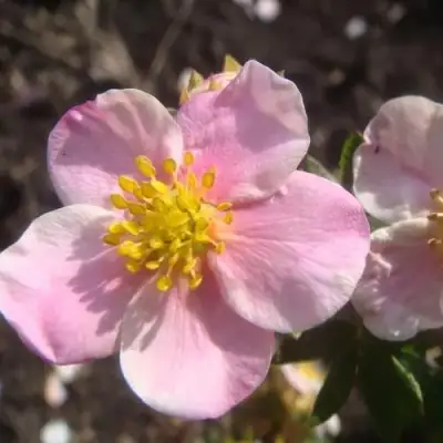 Лапчатка ПИНК КВИН кустарниковая в Дзержинске