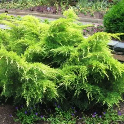 Можжевельник ГОЛД КОСТ средний в Дзержинске