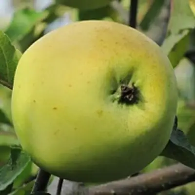 Яблоня РОССИЯНКА в Дзержинске