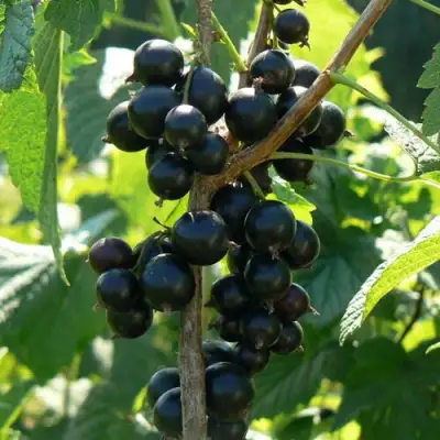 Смородина черная ВОЛОГДА в Дзержинске