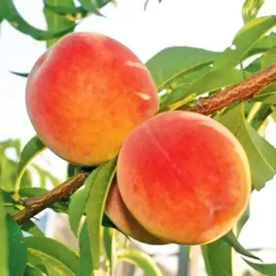 Персик ОНТАРИО в Дзержинске