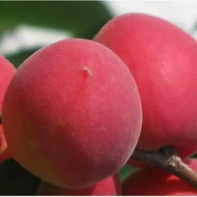 Абрикос РУБИН в Дзержинске