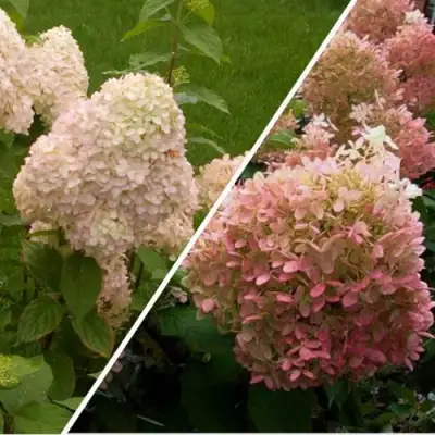 Комплект НЕЖНЫЕ ЧУВСТВА в Дзержинске