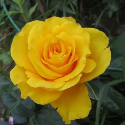 Роза КЕРИО чайно-гибридная в Дзержинске