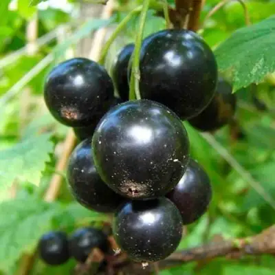 Смородина чёрная ЛЕНТЯЙ в Дзержинске