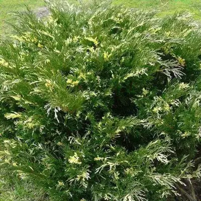 Можжевельник АНДОРА ВАРИЕГАТА горизонтальный  в Дзержинске