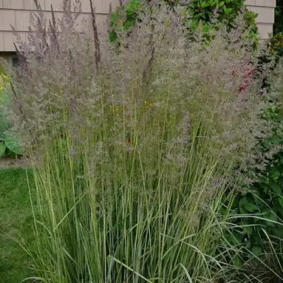 Вейник АВАЛАНШ остроцветковый в Дзержинске