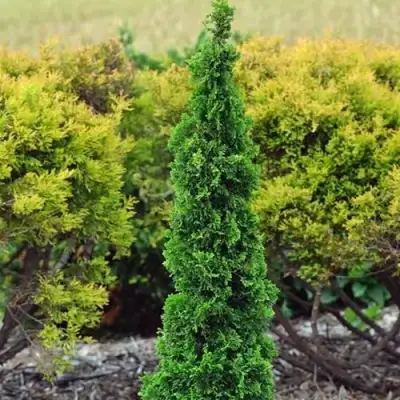 Туя СПИРАЛИС МИНИ западная в Дзержинске