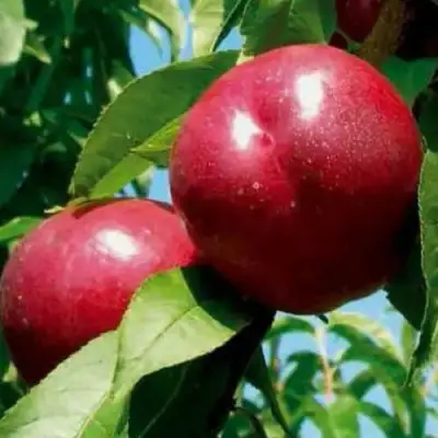 Нектарин МЕДВЕДЕВСКИЙ в Дзержинске