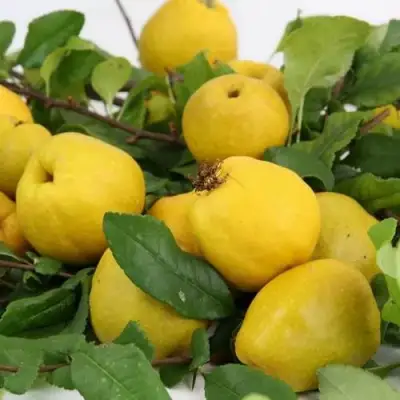 Айва ЯПОНСКАЯ в Дзержинске