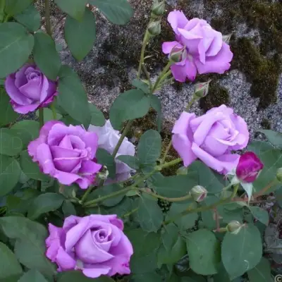 Роза СИЛЬВЕР СТАР чайно-гибридная в Дзержинске