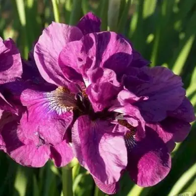 Ирис БАНДЛ ОВ ДЖОЙ сибирский в Дзержинске