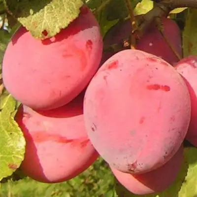 Слива ФАВОРИТЕ ДЕ СУЛТАНО в Дзержинске