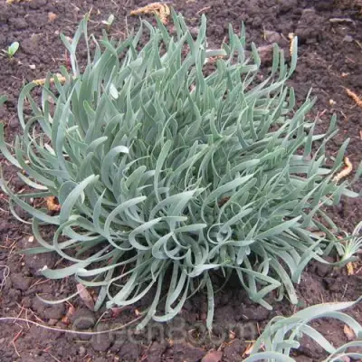 Лук СПИРАЛИС горный в Дзержинске