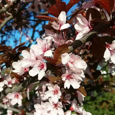 Слива ВУДИ растопыренная в Дзержинске