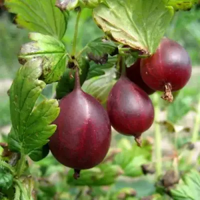 Крыжовник СЕРЕНАДА в Дзержинске