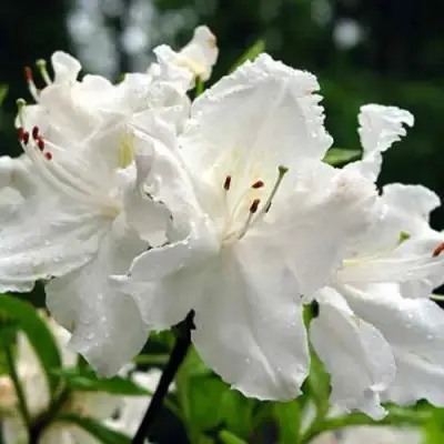 Азалия ОКСИДОЛ листопадная в Дзержинске