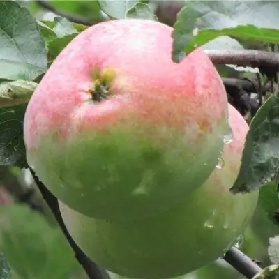 Яблоня МОСКОВСКОЕ ЗИМНЕЕ в Дзержинске