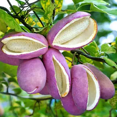 Акебия ПЯТЁРНАЯ  в Дзержинске