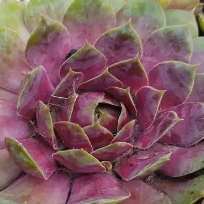 Молодило УФО в Дзержинске