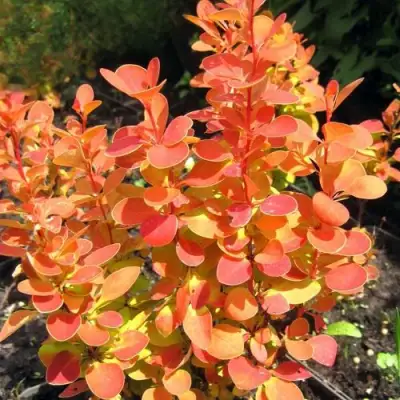 Барбарис ОРАНЖ ФАЙЕР тунберга в Дзержинске