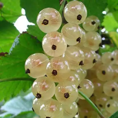 Смородина белая ЮТЕРБОРГСКАЯ в Дзержинске