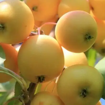 Яблоня УРАЛЬСКОЕ НАЛИВНОЕ в Дзержинске